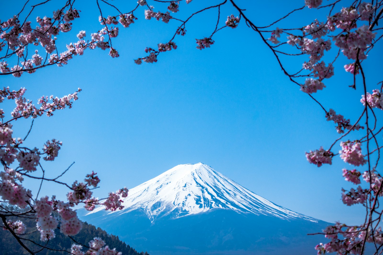 Érable japonais d'un grand parc paysager